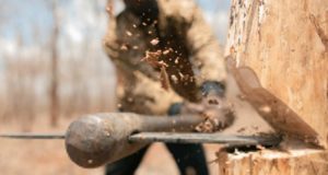 Позволяет ли закон рубить кедр? Официальное разъяснение