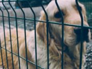 Мэрия даст грант на «собачий» проект Мэрия даст грант на социальный «собачий» проект