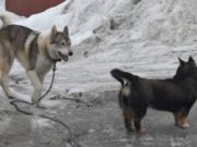 Двое детей пострадали от укусов собак в Республике Алтай Двое детей пострадали от укусов собак в Республике Алтай