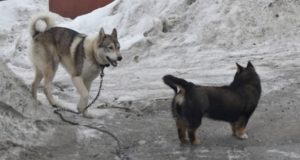 Двое детей пострадали от укусов собак в Республике Алтай