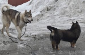 Двое детей пострадали от укусов собак в Республике Алтай