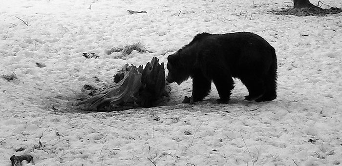 В Алтайском заповеднике проснулись медведи