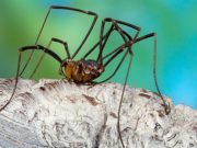 Редкого сенокосца впервые обнаружили на территории России, и произошло это на Алтае Редкого сенокосца впервые обнаружили на территории России, и произошло это на Алтае