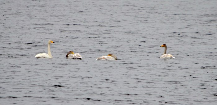 Лебеди-кликуны перезимовали на Телецком озере