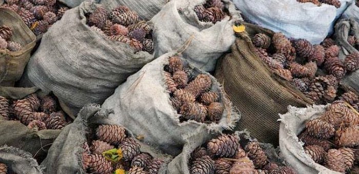 20 мешков кедровых шишек украли из гостиницы на Семинском перевале