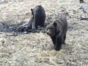 Сезон охоты на бурого медведя открывается в Республике Алтай Сезон охоты на бурого медведя открывается в Республике Алтай