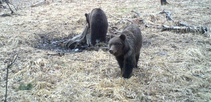 Сезон охоты на бурого медведя открывается в Республике Алтай