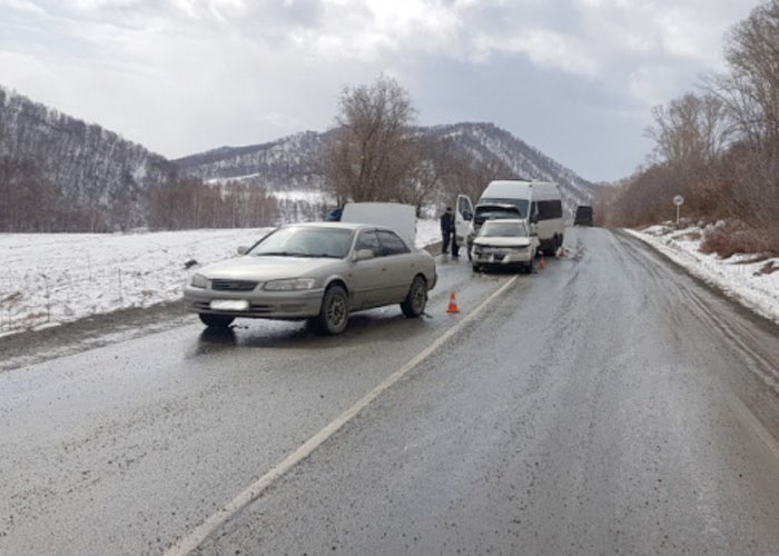 Три машины столкнулись на Чуйском тракте из-за переходивших дорогу коров
