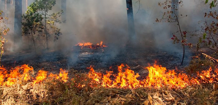 Сборщик шишек нечаянно сжег полтора гектара кедрового леса