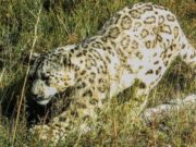 Ученый спас снежного барса от неминуемой гибели Ученый спас снежного барса от неминуемой гибели