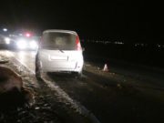 Женщина без прав сбила двух коров на Чуйском тракте Женщина без прав сбила двух коров на Чуйском тракте