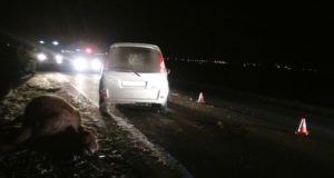 Женщина без прав сбила двух коров на Чуйском тракте Женщина без прав сбила двух коров на Чуйском тракте