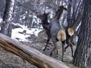 Маралы, медведи, рысь, косули и кабаны: новые кадры с фотоловушек