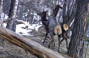 Маралы, медведи, рысь, косули и кабаны: новые кадры с фотоловушек