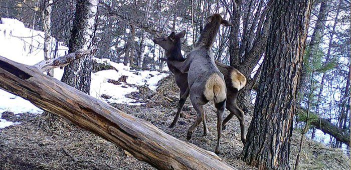 Маралы, медведи, рысь, косули и кабаны: новые кадры с фотоловушек