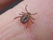 21 и 22 апреля в городе пройдут акарицидные обработки общественных территорий 21 и 22 апреля в городе пройдут акарицидные обработки общественных территорий