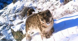 Жители отдаленных сел помогут охранять краснокнижных снежных барсов Жители отдаленных сел помогут охранять краснокнижных снежных барсов