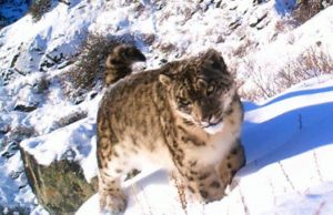 Жители отдаленных сел помогут охранять краснокнижных снежных барсов