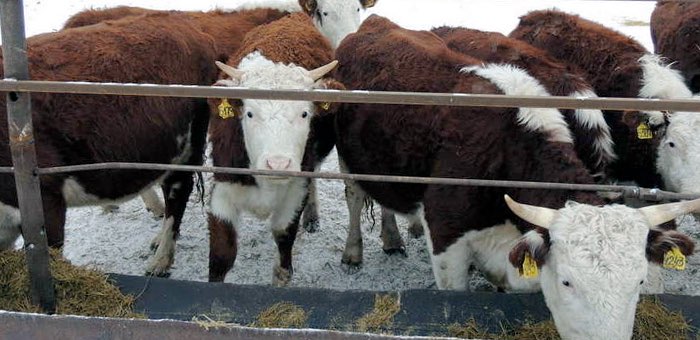 В Горном Алтае завершается зимовка скота