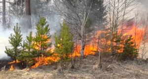 Жители республики устроили лесные пожары, собирая березовый сок и сжигая мусор на участке Жители республики устроили лесные пожары, собирая березовый сок и сжигая мусор на участке