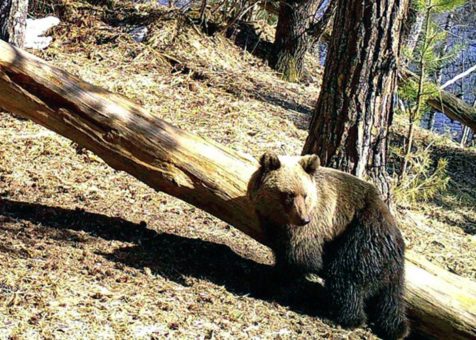 Маралы, медведи, рысь, косули и кабаны: новые кадры с фотоловушек