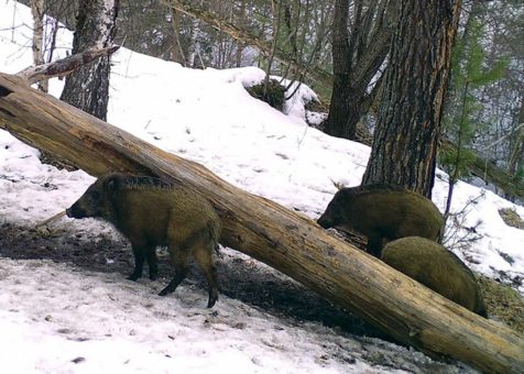 Маралы, медведи, рысь, косули и кабаны: новые кадры с фотоловушек