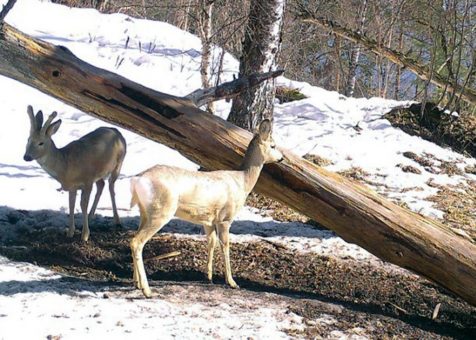 Маралы, медведи, рысь, косули и кабаны: новые кадры с фотоловушек