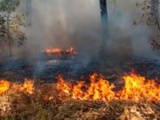 Поджигатель кедрового леса получил условный срок