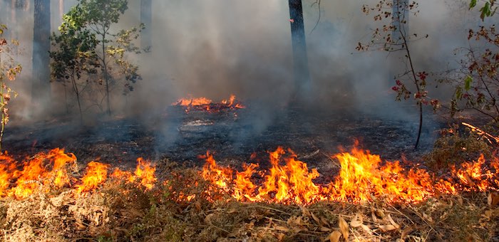 Поджигатель кедрового леса получил условный срок