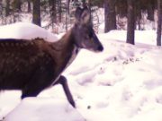 Этой зимой браконьеры оставили кабаргу в покое Этой зимой браконьеры оставили кабаргу в покое