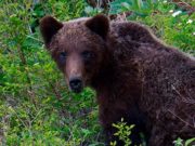 Встреча с молодым медведем (фото) Встреча с молодым медведем