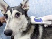 «Котопес» получит субсидию на чипирование домашних животных «Котопес» получит субсидию на чипирование домашних животных