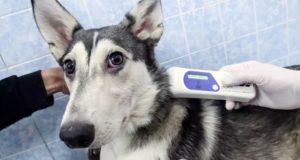 «Котопес» получит субсидию на чипирование домашних животных «Котопес» получит субсидию на чипирование домашних животных