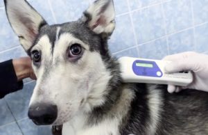 «Котопес» получит субсидию на чипирование домашних животных «Котопес» получит субсидию на чипирование домашних животных