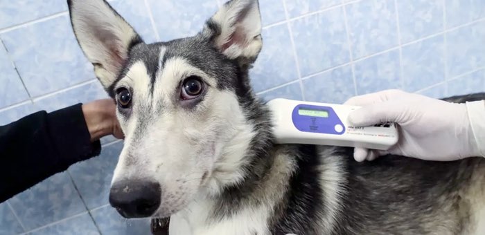 «Котопес» получит субсидию на чипирование домашних животных