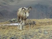 На Алтае начался окот аргали На Алтае начался окот аргали
