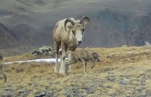 На Алтае начался окот аргали На Алтае начался окот аргали