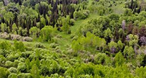 26 нарушений законодательства обнаружили инспекторы в ходе рейдов в лесах 26 нарушений законодательства обнаружили инспекторы в ходе рейдов в лесах