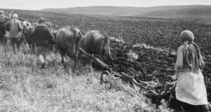 Сельское хозяйство Ойротии в годы Великой Отечественной войны