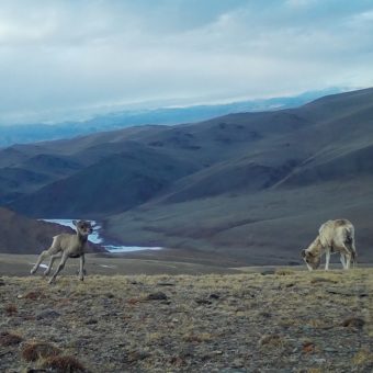 На Алтае начался окот аргали