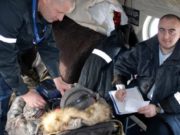 Свыше 60 вылетов совершила санавиация в Республике Алтай с начала года