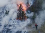 Из-за преступной небрежности местного жителя сгорело несколько гектаров леса