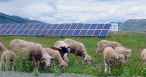 На солнечную электростанцию в Усть-Кане выпустили пастись 50 овец