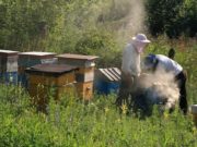 В Республике Алтай приняли закон о пчеловодстве и установили День пчеловода В Республике Алтай приняли закон о пчеловодстве и установили День пчеловода