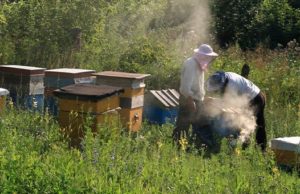 В Республике Алтай приняли закон о пчеловодстве и установили День пчеловода