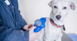 Бесплатное чипирование собак начинается в Горно-Алтайске