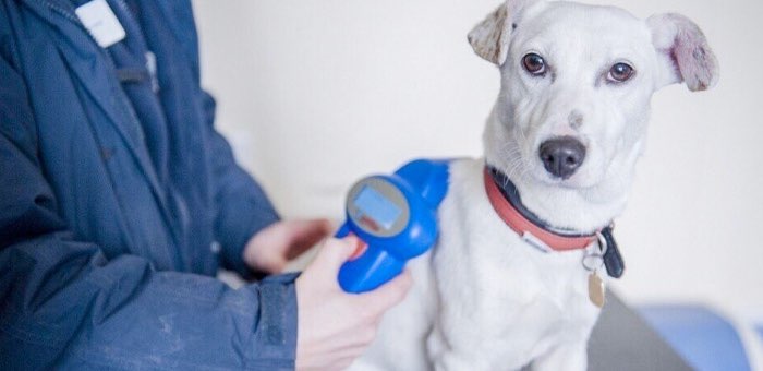 Бесплатное чипирование собак начинается в Горно-Алтайске