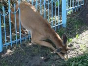 В Горно-Алтайске спасли косулю, застрявшую в заборе
