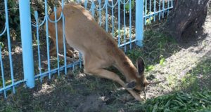 В Горно-Алтайске спасли косулю, застрявшую в заборе В Горно-Алтайске спасли косулю, застрявшую в заборе