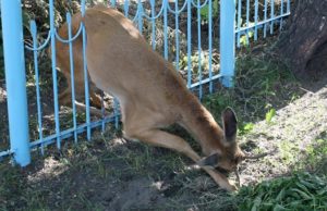 В Горно-Алтайске спасли косулю, застрявшую в заборе